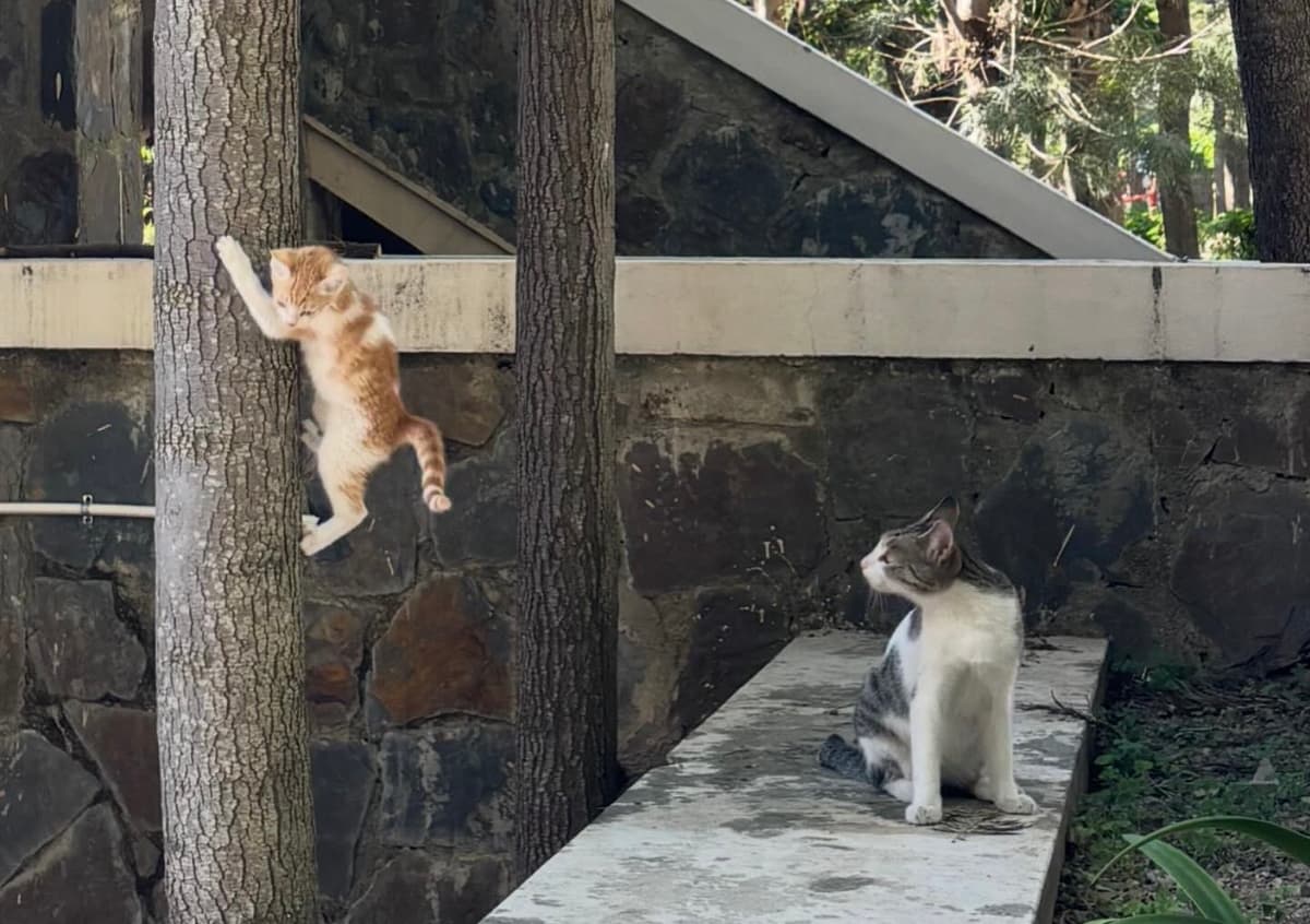 Image of two cats in Himachal, Taken by Rajneesh
